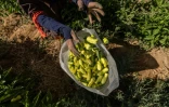 Des ouvriers agricoles récoltent des poivrons dans une ferme à al-Fachen, à 150 km au sud du Caire, le 13 juin 2022