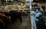 Vente aux enchères de bétail au marché de Liniers de Buenos Aires, le 1er juillet 2021 en Argentine
