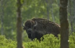 Un bison dans le Parc national d'Elk Island, près d'Edmonton, le 24 mai 2023 dans la province de l'Alberta, au Canada