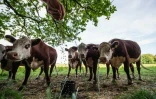Des vaches mélomanes assistent à un concert de muisque classique dans la campagne verdoyante à Stevns (Danemark), le 15 juin 2021