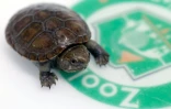 Une tortue de boue de Vallarta, une espèce microendémique menacée par le braconnage, à Guadalajara, dans l'Etat de Jalisco au Mexique, le 25 août 2025