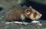 Un grand hamster d'Alsace près de Blaesheim dans le Bas-Rhin, le 01 août 1999