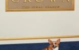 Un corgi devant une plaque de la saison finale de la série "The Crown", le 12 novembre 2023 à Los Angeles