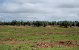 Un champ où des oliviers ont été déracinés, le 24 mars 2025 à Lopera, près de Jaen, dans le sud de l'Espagne