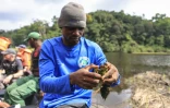 Thierry Aviti, responsable des habitats d'eau douce et chercheur à l'université de Douala, recherche des charançons dans une touffe de salvinia sur le lac Ossa, à Dizangue, le 10 décembre 2024 au Cameroun