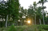 La forêt de Tronçais, le 20 septembre 2022 à Saint-Bonnet de Tronçais, dans l'Allier