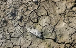 Un poisson mort gît sur le sol craquelé d'un canal d'irrigation asséché traversant un champ de blé dans le district de Rania, alimenté par l'eau du réservoir du barrage de Dukan, au nord-ouest de la ville de Suleimaniyeh, dans la région autonome du Kurdistan, dans le nord-est de l'Irak, le 2 juillet 2022