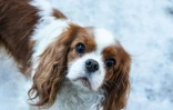 Un Cavalier King Charles Spaniel, le 7 février 2022 à Oslo, en Norvège 