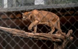 Un puma dans un enclos de l'association Mata Ciliar, une organisation pour la conservation de la biodiversité, à Jundiai, dans l'État de Sao Paulo, au Brésil, le 28 mai 2025