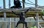 Des chimpanzés dans un enclos au centre Vantara de sauvetage et de conservation de la faune, le 25 septembre 2026 à Jamnaga, en Inde
