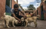 Un volontaire égyptien de l'association "Le Refuge de l'espoir" nourrit des chiots errants dans le village d'Abusir, à 20 km au sud-ouest du Caire le 12 décembre 2018