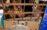 Des chiens dans un cage à l'arrière d'une moto, destinés à l'abattoir, le 25 octobre 2019 dans la province de Siem Reap, au Cambodge
