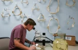 Joe Miguez, membre du programme de recherche sur les requins, observe au microscope un spécimen de raie, à Gainesville, le 23 février 2024 en Floride