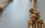 Un squelette reconstitué découvert sur un site de fouilles archéologiques à Dijon, le 17 mars 2026 en Côte d'Or