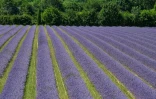 Un champ de lavande près de Chatuzange-le-Goubet, le 12 juillet 2019 dans le sud-est de la France
