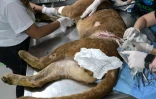 Un puma blessé dans un piège est soigné par des vétérinaires et des biologistes de l'association Mata Ciliar, à Jundiai, dans l'etat de Sao Paulo, au Brésil, le 29 mai 2025