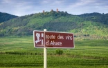 Un panneau est placé le long de la Route des vins près du village de Husseren-les-Châteaux, dans le Haut-Rhin, le 20 septembre 2023