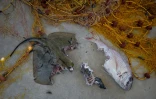 Un pagre commun et une raie à moitié dévorés par un poisson-ballon, à Ierapetra, en Crète, le 3 juin 2026