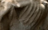 Une vache au Marché municipal du bétail de Sensuntepeque, dans le département de Cabañas, au Salvador, le 1er octobre 2026

