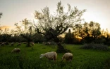 Des moutons paissent dans une oliveraie du village de Madena, le 15 décembre 2020 en Grèce
