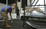 Face aux grosses chaleurs, les chiens ont leur salle de sport à Abou Dhabi