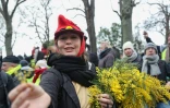 Une manifestante "gilet jaune" offre des brins de mimosa, samedi 19 janvier 2019 à Paris