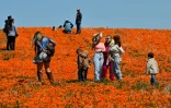 Des visiteurs se prennent en photo au milieu d'un champ de fleurs sauvages, près de Lancaster en Californie, le 6 avril 2023