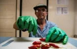Un employé du Centre de Recherche et d'Enseignement en Agronomie Tropicale, collecte des graines de piments pour les stocker, le 19 juillet 2023 à Turrialba, au Costa Rica
