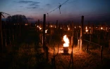 Des bougies ont été allumées dans les vignes pour lutter contre le gel, à Saint-Emilion, dans le département de la Gironde, le 4 avril 2022