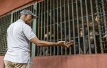 Bala Amarasekaran, défenseur des chimpanzés et fondateur du sanctuaire pour chimpanzés orphelins de Tacugama, saluent des chimpanzés dans leur enclos, le 24 avril 2025 à Freetown, en Sierra Leone
