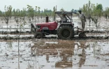Des agriculteurs labourent un champ dans le village de Shehzada, affecté par les inondations, le 12 septembre 2025 dans l'Etat du Pendjab, en Inde