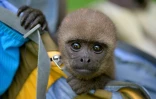 Un bébé singe laineux dans le sac à dos de Jhon Jairo Vasquez, fondateur du refuge de Maikuchiga, le 18 novembre 2020 près de Leticia, en Amazonie colombienne