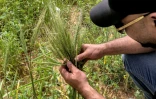 Un agriculteur examine ses épis de blé cultivés en puisant de l'eau souterraine, près de Kerbala, dans le centre de l'Irak, le 10 avril 2025