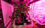 De la laitue et du chou cultivés dans la Station spatiale internationale, photo diffusée par la Nasa le 10 mars 2018