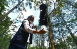L'agronome Cristel Castro pose des pièges pour mesurer le retour du gorgojo, un insecte ravageur des arbres, dans la forêt de Valle de Angeles, le 9 mars 2019 à l'est de Tegucigalpa, au Honduras