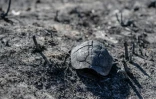 Une carapace de tortue sur un terrain dévasté par les incendies, le 27 juillet 2023 à Corfou