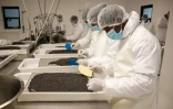 Des employés de la société Rova Caviar trient et mesurent des oeufs d'esturgeons à Mantasoa, le 4 juin 2019 à Madagascar