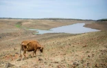 Une vache paissant dans la région du Matabeland au Sud.  
Le Zimbabwe étouffe sous un soleil de plomb qui brûle les récoltes, tarit les nappes phréatiques et assèche les gorges.