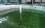 Des poissons dans un bassin de la ferme piscicole Eco Ark du Centre d'excellence en aquaculture (ACE), le 6 décembre 2023 à Singapour