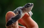 Une petite tortue de mer verte sur les rives du sanctuaire de tortues Chagar Hutang sur l'île de Redang, au nord-est de la Malaisie, le 27 juin 2020