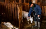 Arnis Bergmanis, responsable du parc animalier Ciruli dans le village de Kalvene, en Lettonie, qui sert de centre d'élevage de vaches bleues, le 13 novembre 2021