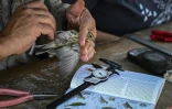 Christos Barboutis effectue des relevés biométriques sur un oiseau migrateur, sur la petite île d'Anticythère, le 17 septembre 2024 en Grèce