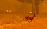 Un renne fuit les flammes du Ranch Fire qui ravage les abords de la route de New Long Valley, près de Clearlake Oaks, en Californie, le 6 août 2018.