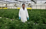 Dvir Taler, agronome en chef de B.O.L Pharma, en milieu des plants de cannabis, le 1er février 2022 près de Moshav Yad Binyamin, en Israël