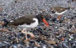 Un tournpierre (d) et un huîtrier (g) cherchent de la nourriture sur une plage de Punta del Este, le 11 mai 2022 en Uruguay