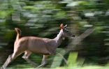 Un cerf sambar relâché dans la nature lors d'une opération visant à augmenter le nombre de proies pour les tigres, dans le parc national de Khlong Lan, dans la province de Khampaeng Phet, le 10 juin 2025 en Thaïlande