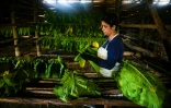 Une femme prépare les feuilles pour être séchées dans un séchoir à tabac, le 17 février 2022 à San Juan et Martinez, dans la province de Pinar del Rio, à Cuba