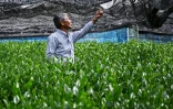 L'agriculteur japonais Yoshio Shoji dans sa plantation de thé matcha, le 16 mai 2019 à Fujieda au Japon