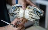 Un biologiste montre les organes génitaux d'un crabe bleu (Callinectes sapidus) au laboratoire de l'Institut méditerranéen d'océanographie (MIO) à Marseille, le 28 mai 2026 dans les Bouches-du-Rhône