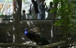 Des visiteurs admirent un paon au zoo de Kaboul, le 12 juillet 2016 en Afghanistan